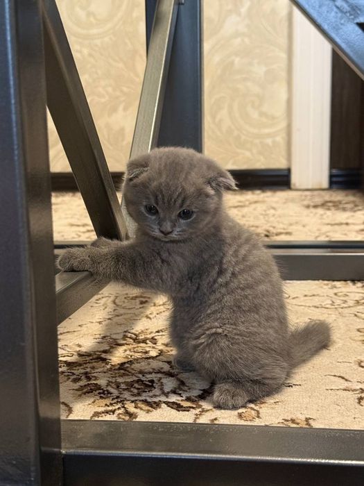 Британская Шиншила