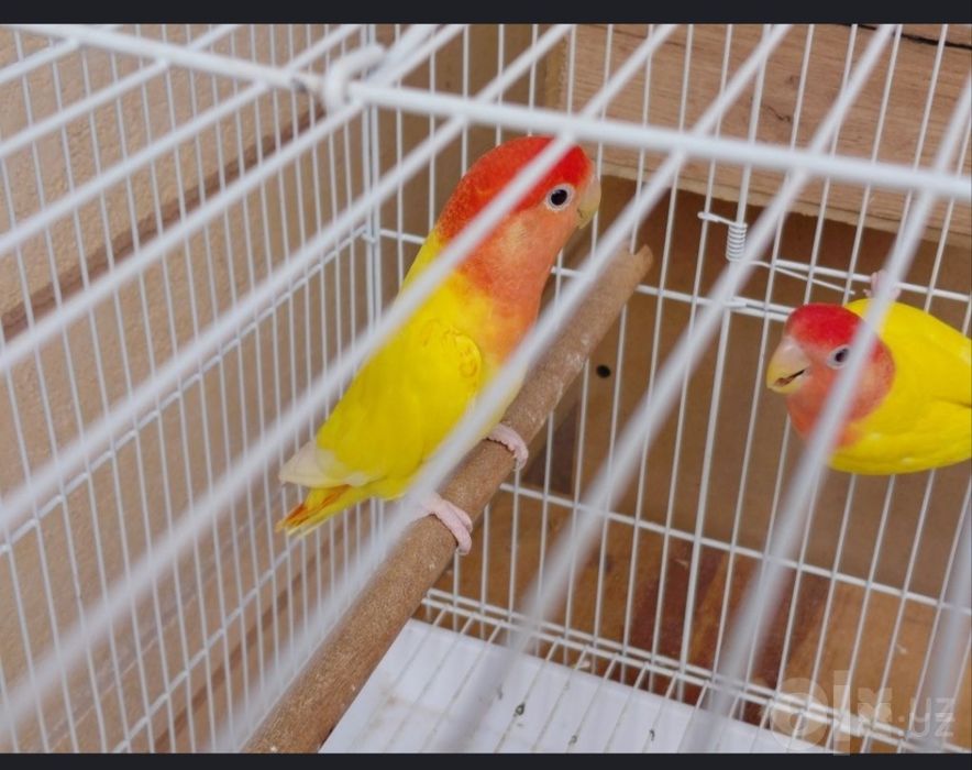 Nerazlushniki Lovebirds sotiladi Parasi bilan
