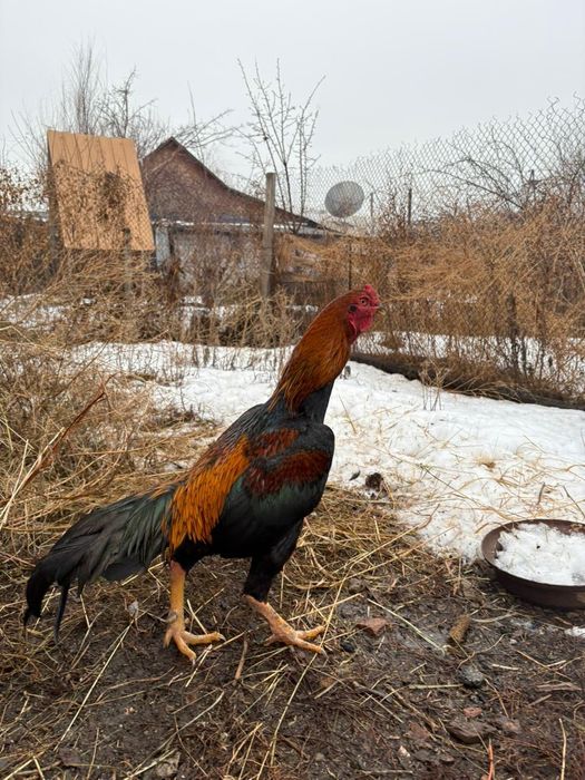 Продам дакан, возраст 1,5г