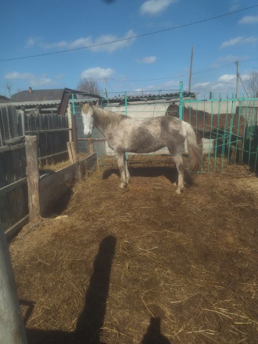 Продам кобылу жирная с откорма