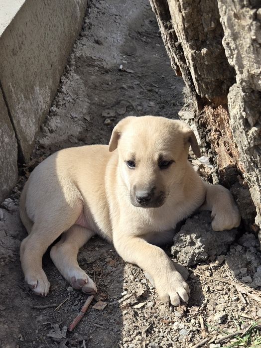 Продам не дорого