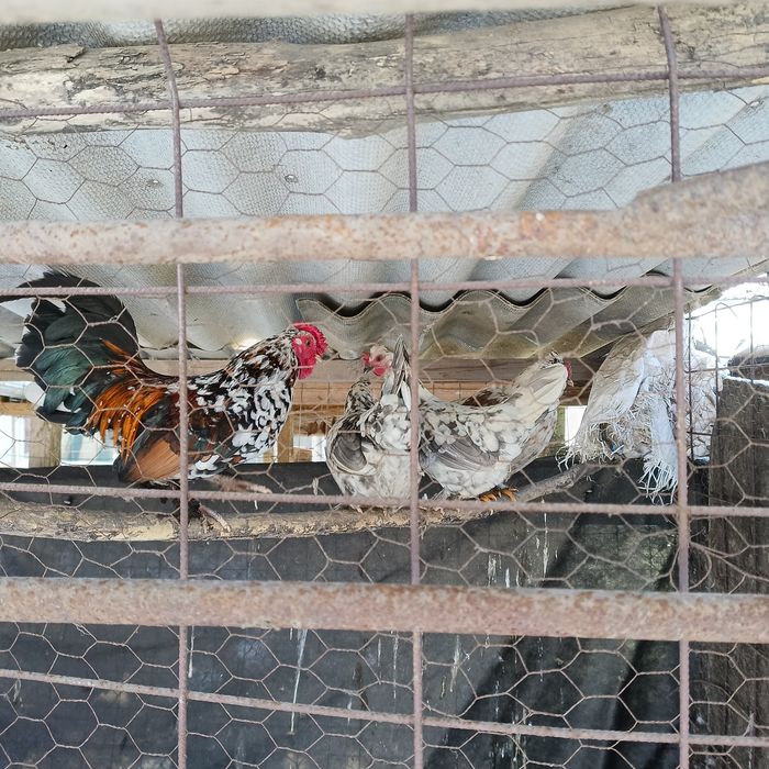 Vând cocoșei americani