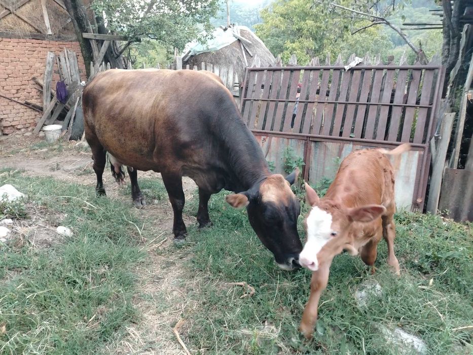 Vaca cu vițel de vanzare