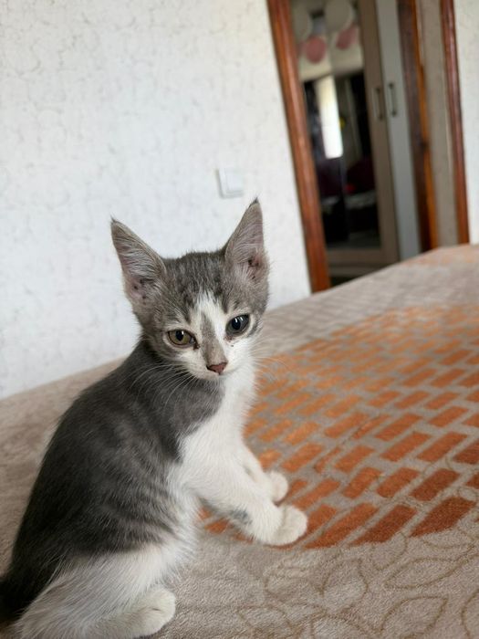 Отдам котят 2,5 месяца