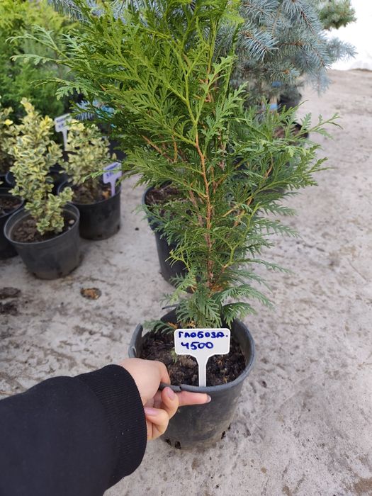Продам можевельники и туи