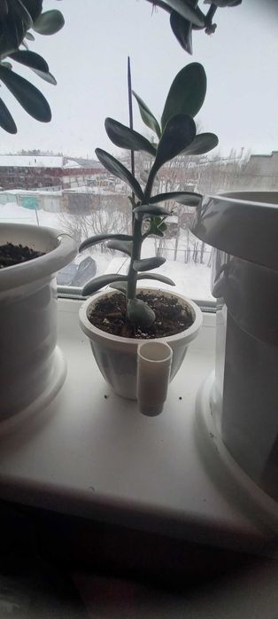 Продам  комнатные цветы