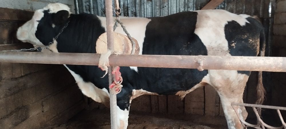 Симнтал гибрид бука 2 яшар хали тиш бумаган буйи 160 срочно сотлади ср