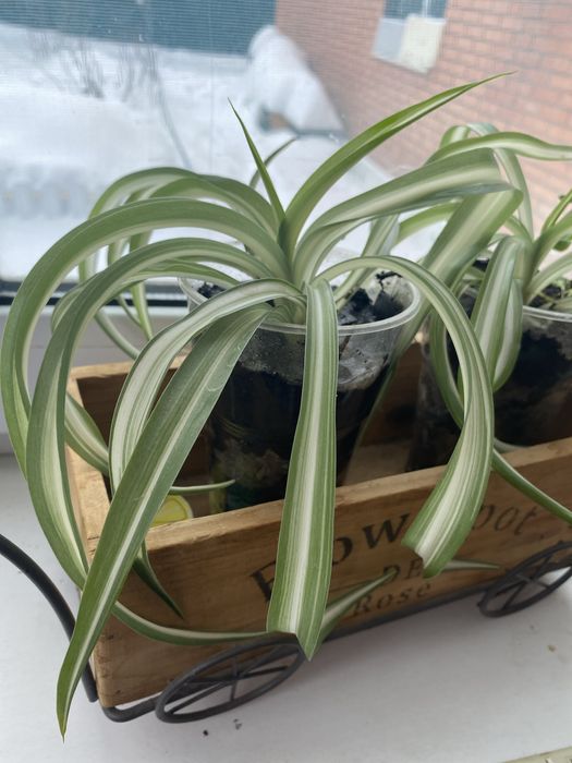 Продам цветы комнатные