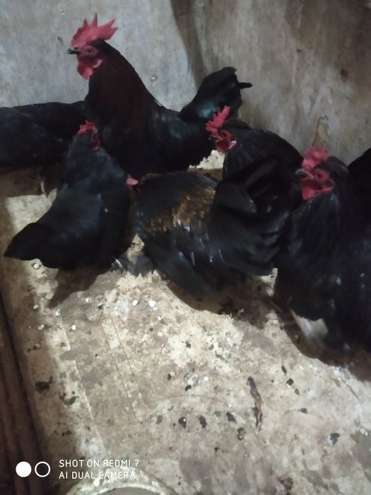 Yapon xoʻroz tovuq sotiladi