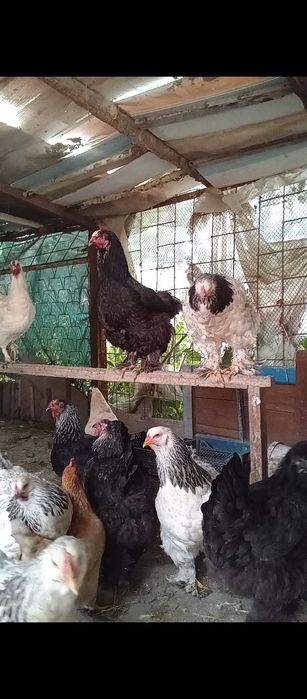 Товуклар хурозлар