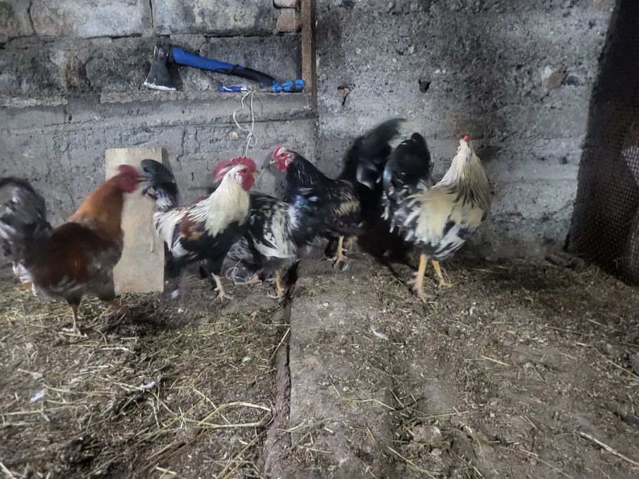 Қораз сатылады обмен қоянға