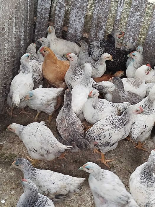 Pui de rasă mixtă de vânzare 20lei buc.