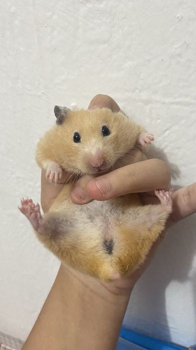 Хомяк вместе с клеткой