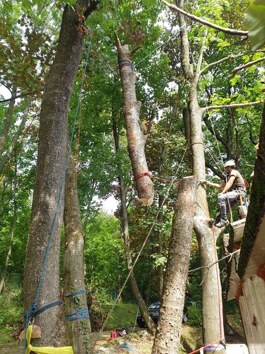 Servicii profesionale Toaletare /taiere Copaci Dificili