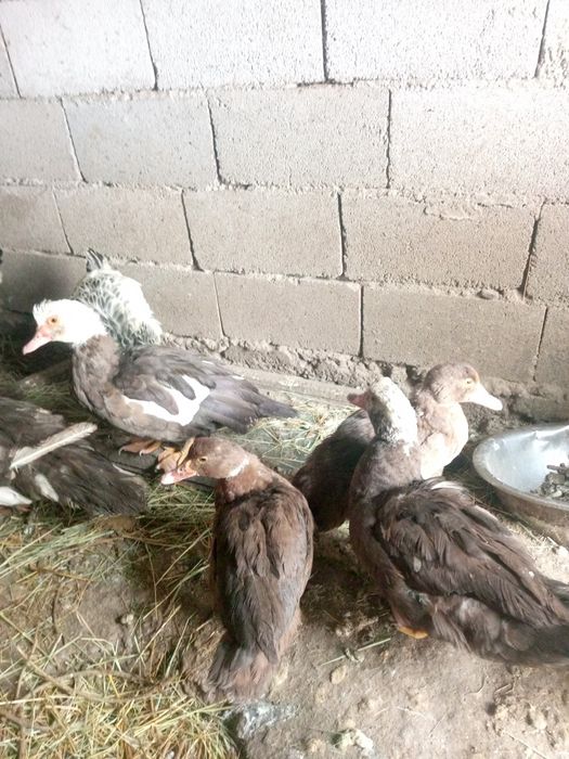 Продам индоутята