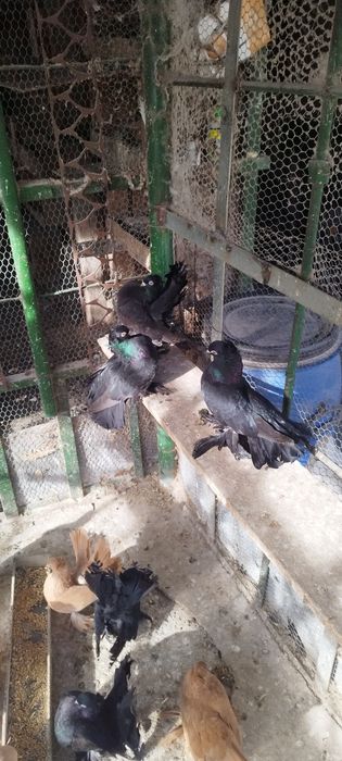 Продавам ростовски гълъби.