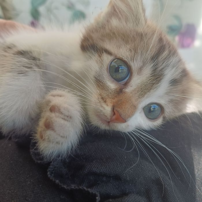 Отдам бесплатно котят девочки