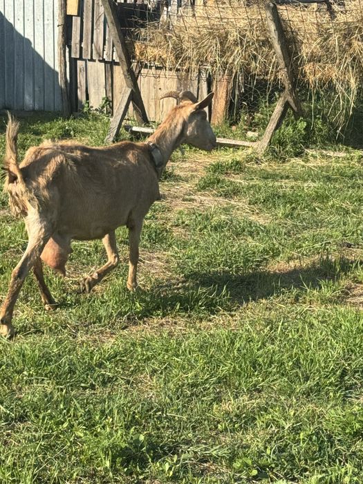Capre foarte bune de lapte in arges
