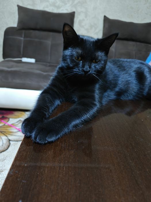 Кошечка домашняя