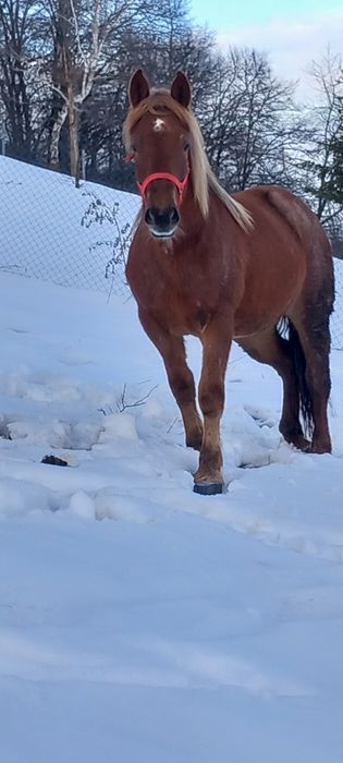 Manza de un an pe doi