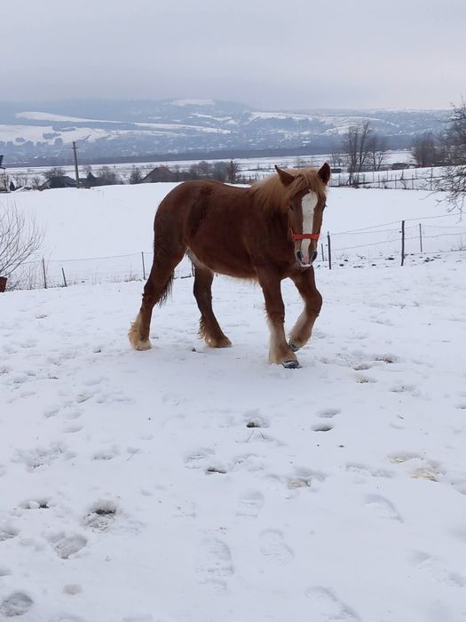 Se vinde mânză la alegere!!! Capu Câmpului