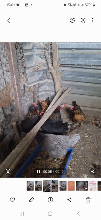 Продам курей домашние