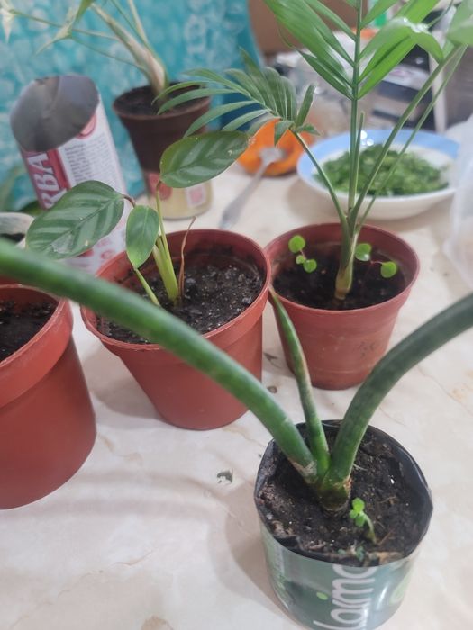 Комнатные цветы разные цвета в прошлом году цвет белого сиреневый