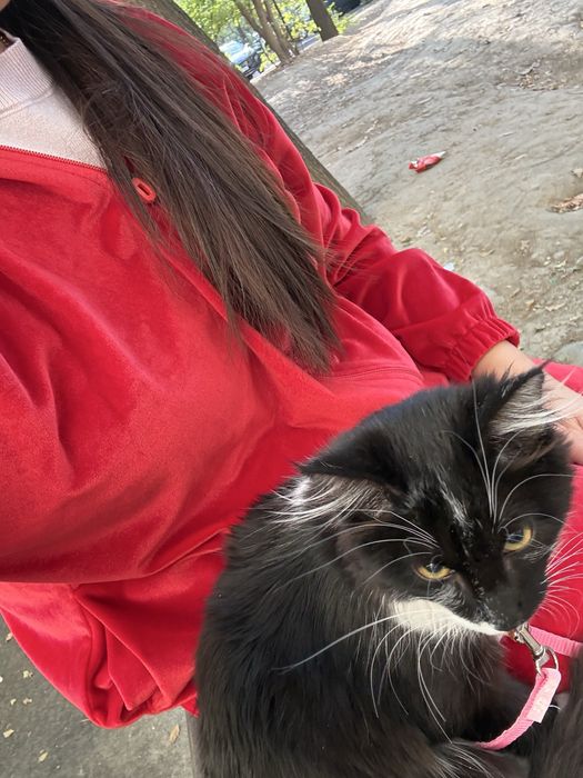 Отдам котенка в добрые руки