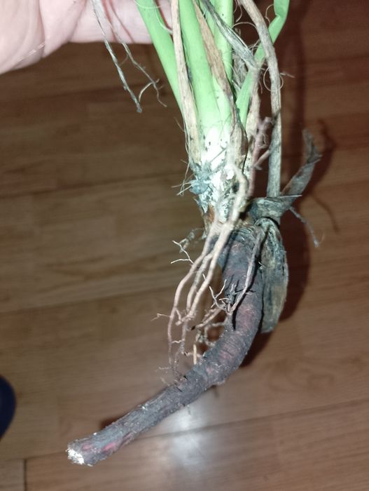 Палми Юка, 1 брой/2 лева;1 евро .