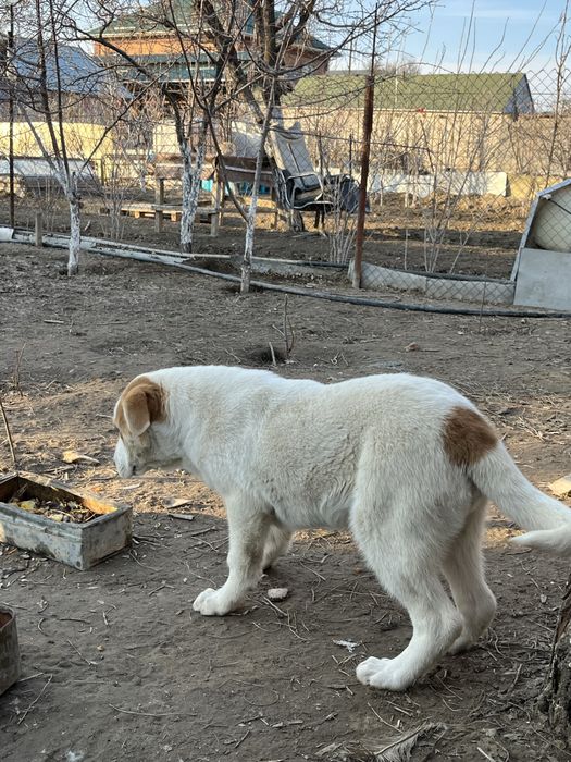 Ит сатылады алабай