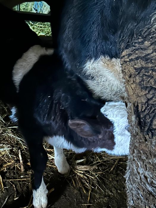 Vând vitele pe mărimi