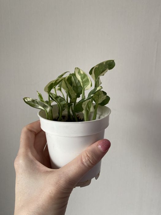 Эпипремнум энжой