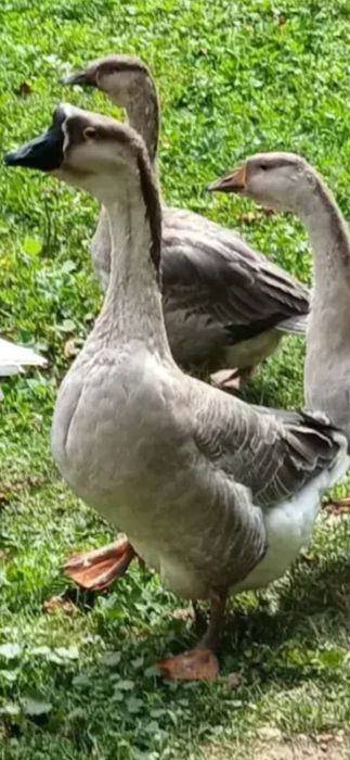 Vând gâscan in vârstã de 3 ani