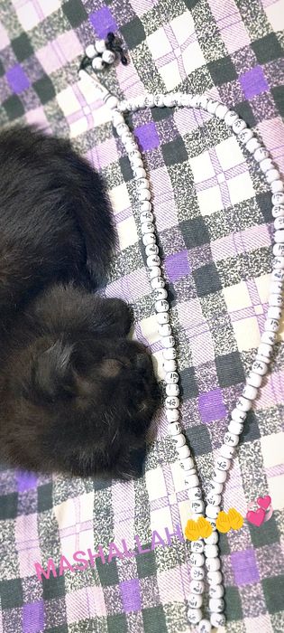 Mushuk Skottish Fold