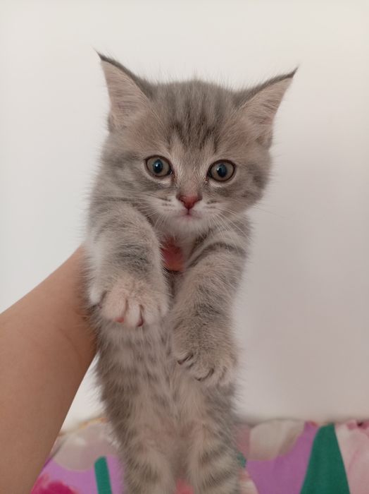 Котята в добрые руки!!!