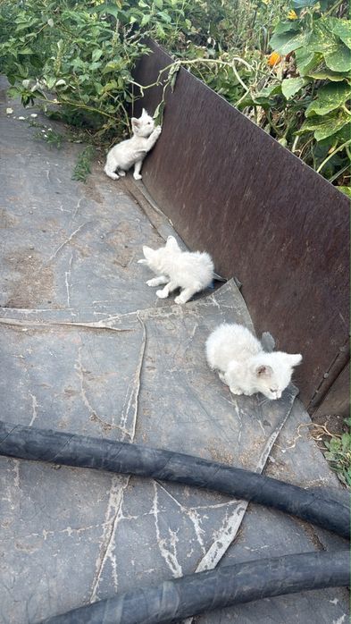 Отдам даром котят