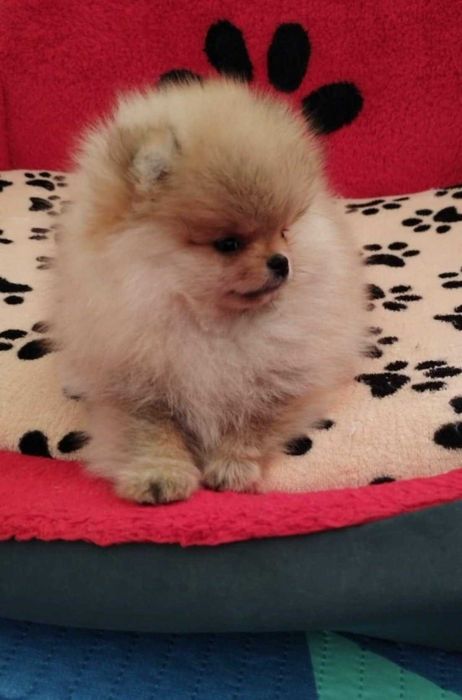 Миниатюрен женски померан