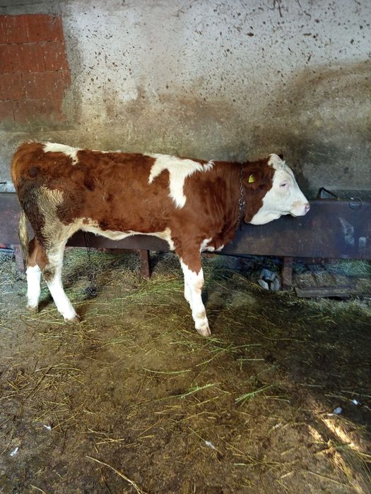 Vand femela bălțată românească 3luni