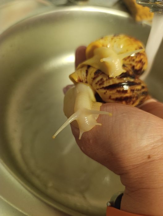 Продам улиток ахатинов