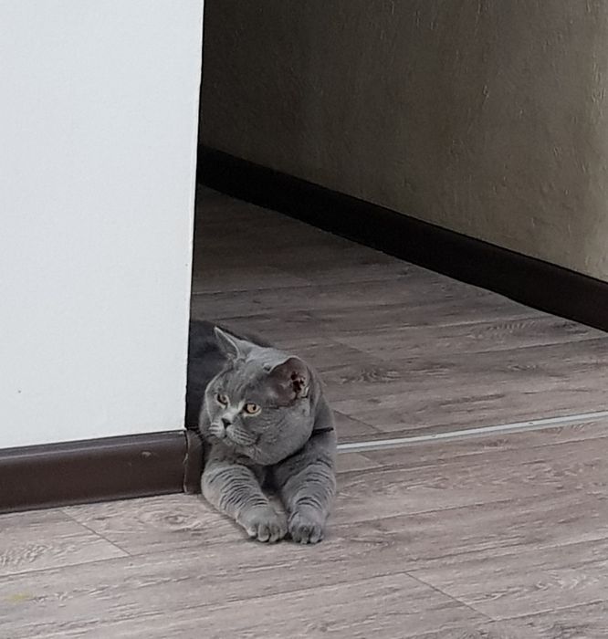 Молодой шикарный кот, с изумрудными глазами. Приглашает кошечек