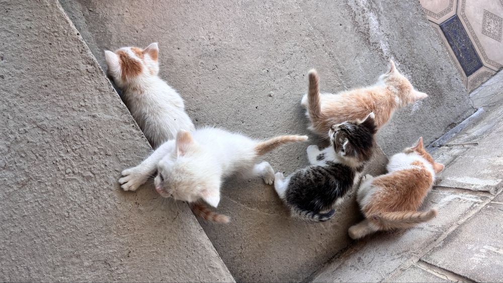 Котята бесплатная