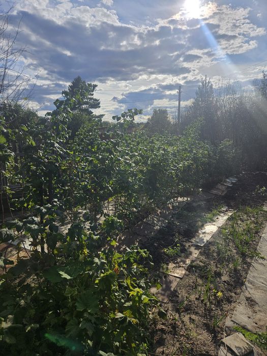 Продам дачу общество Черёмушки