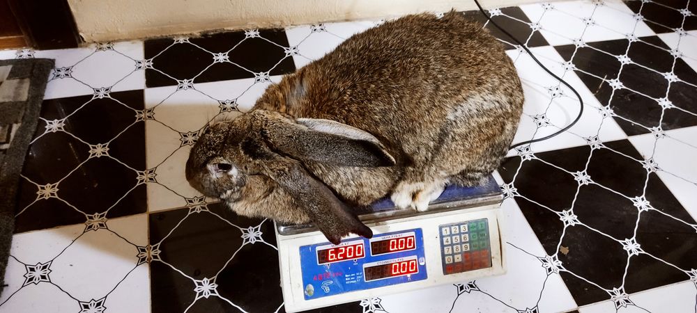 Куйон сотилади    т