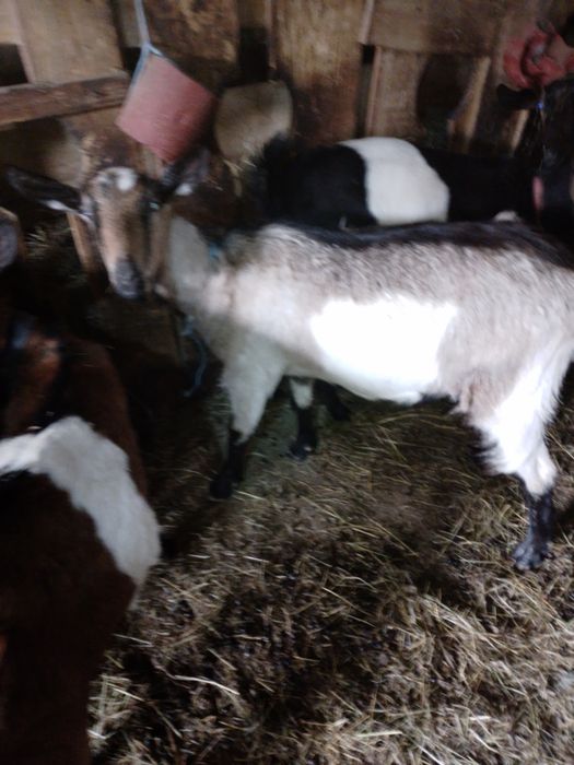 Capra alpina franceza