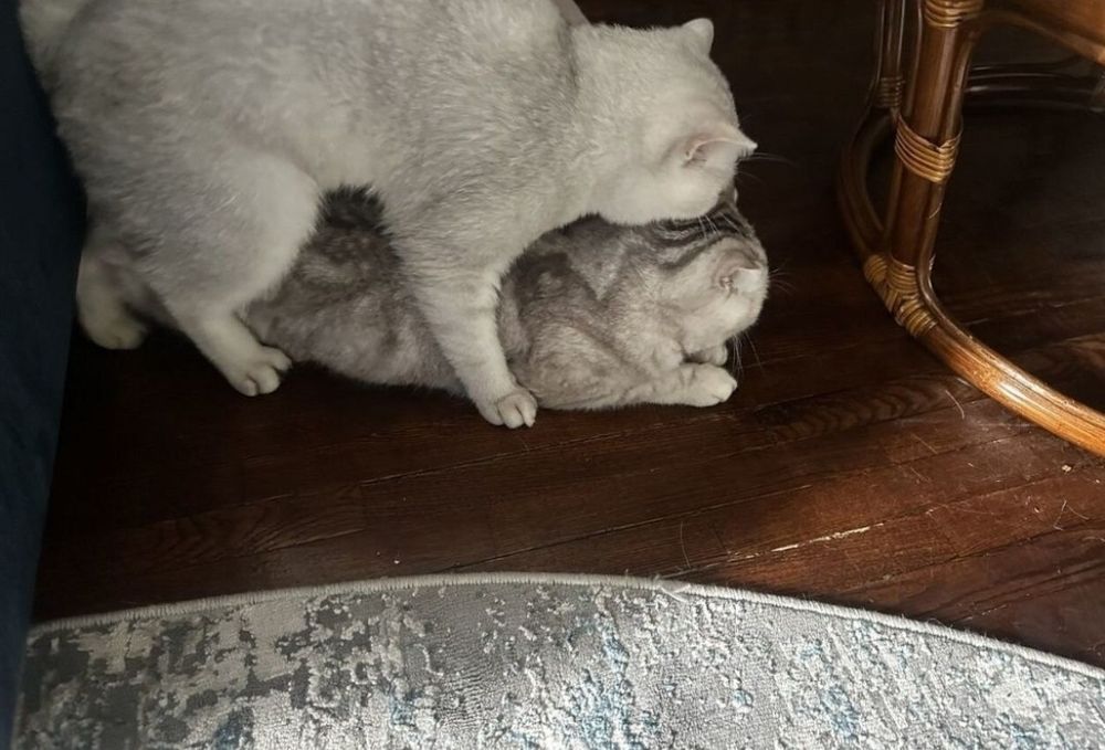 Шиншила самец опытный, вязка!