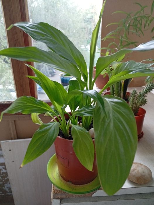 Фикус,молочай,кактусы