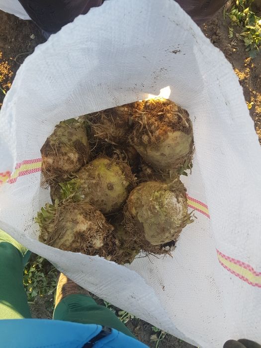 Vând țelină de rădăcină