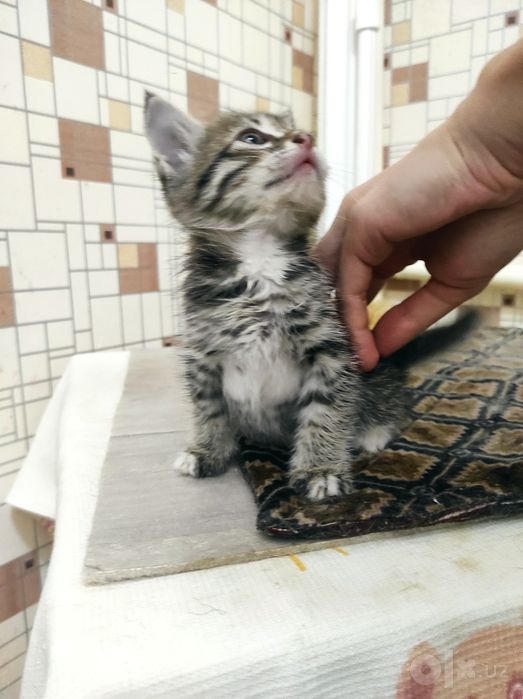 Пристраиваются котятки
