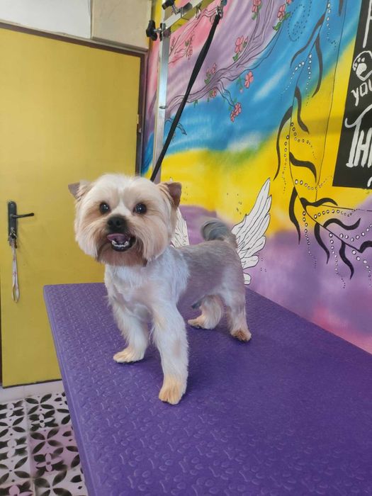 Груминг и разходки за домашни любимци