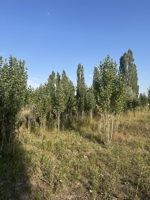 Саженцы хвойные кустарники